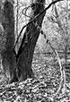 Entwined 7